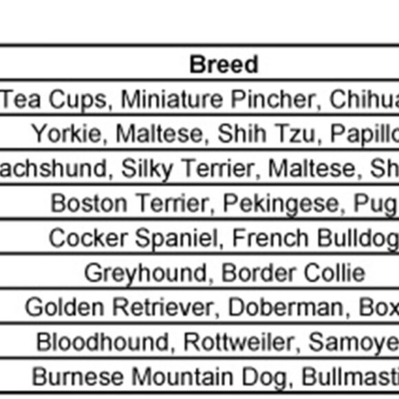 Dog Boot Bundle - SIZE 2 - NEW -3 Pairs Total - Picture 7 of 7